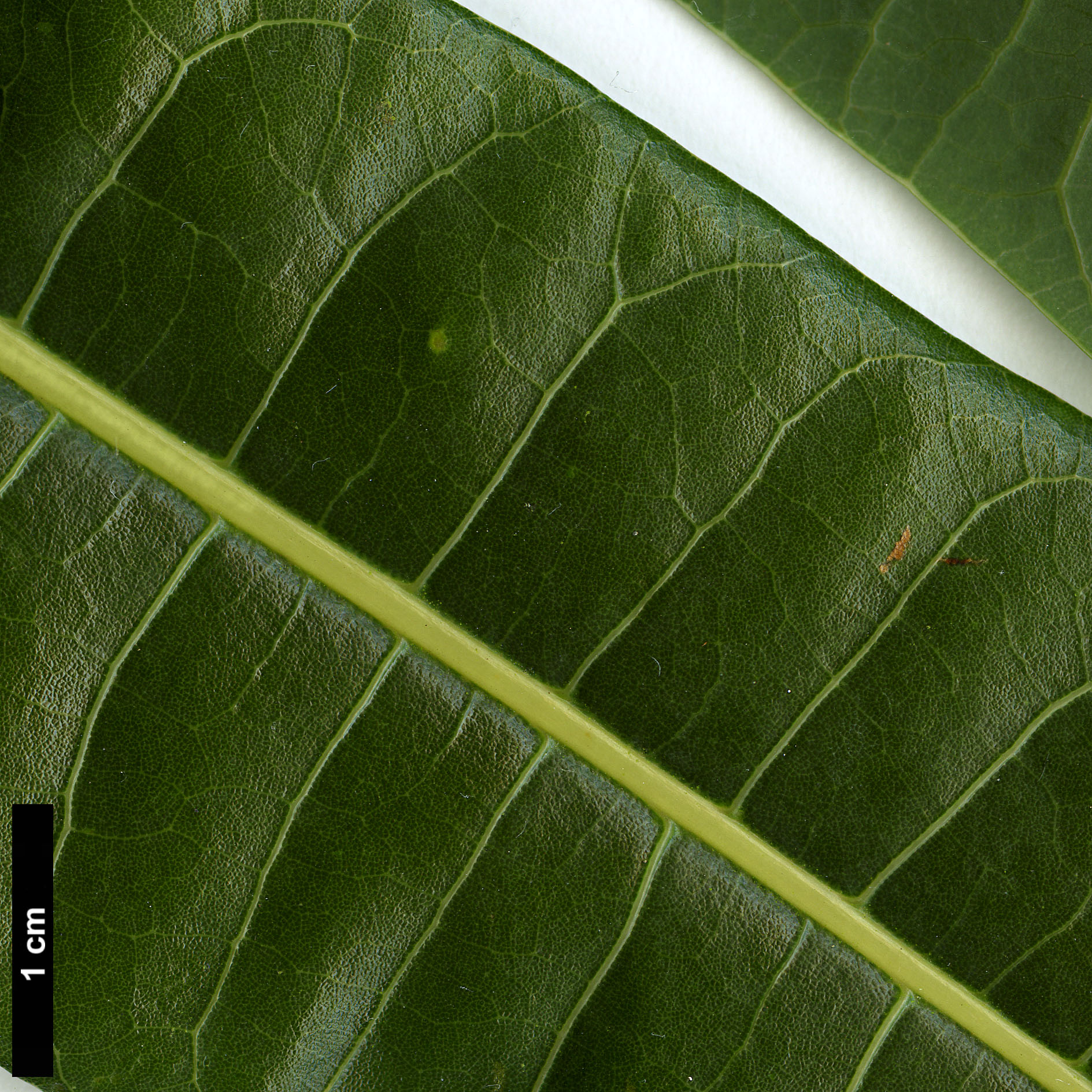 High resolution image: Family: Lauraceae - Genus: Litsea - Taxon: dilleniifolia